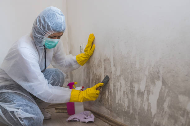Best Industrial Mold Remediation in Church Hill, PA