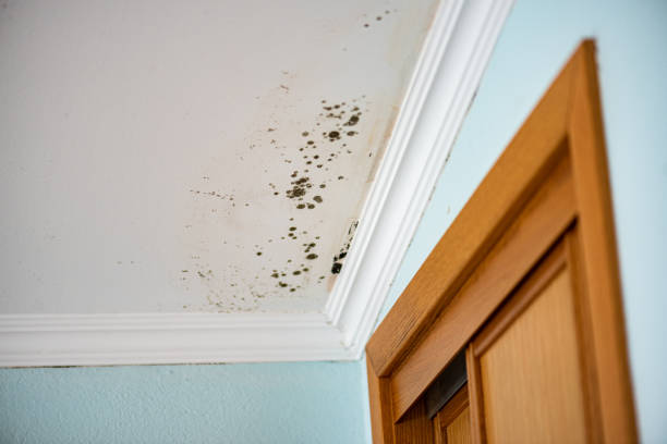 Best Kitchen Mold Remediation in Church Hill, PA